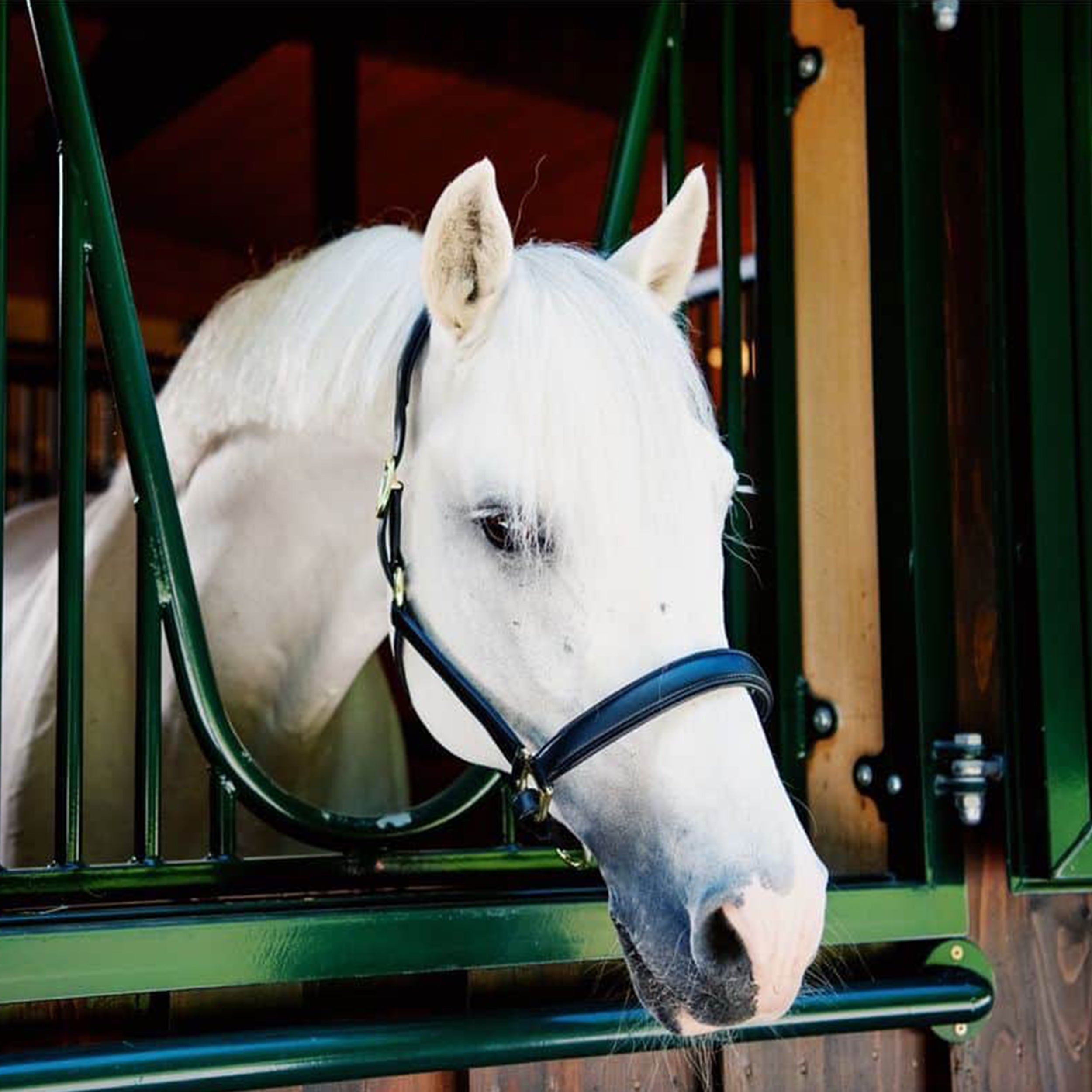 Halfter schwarz vegan