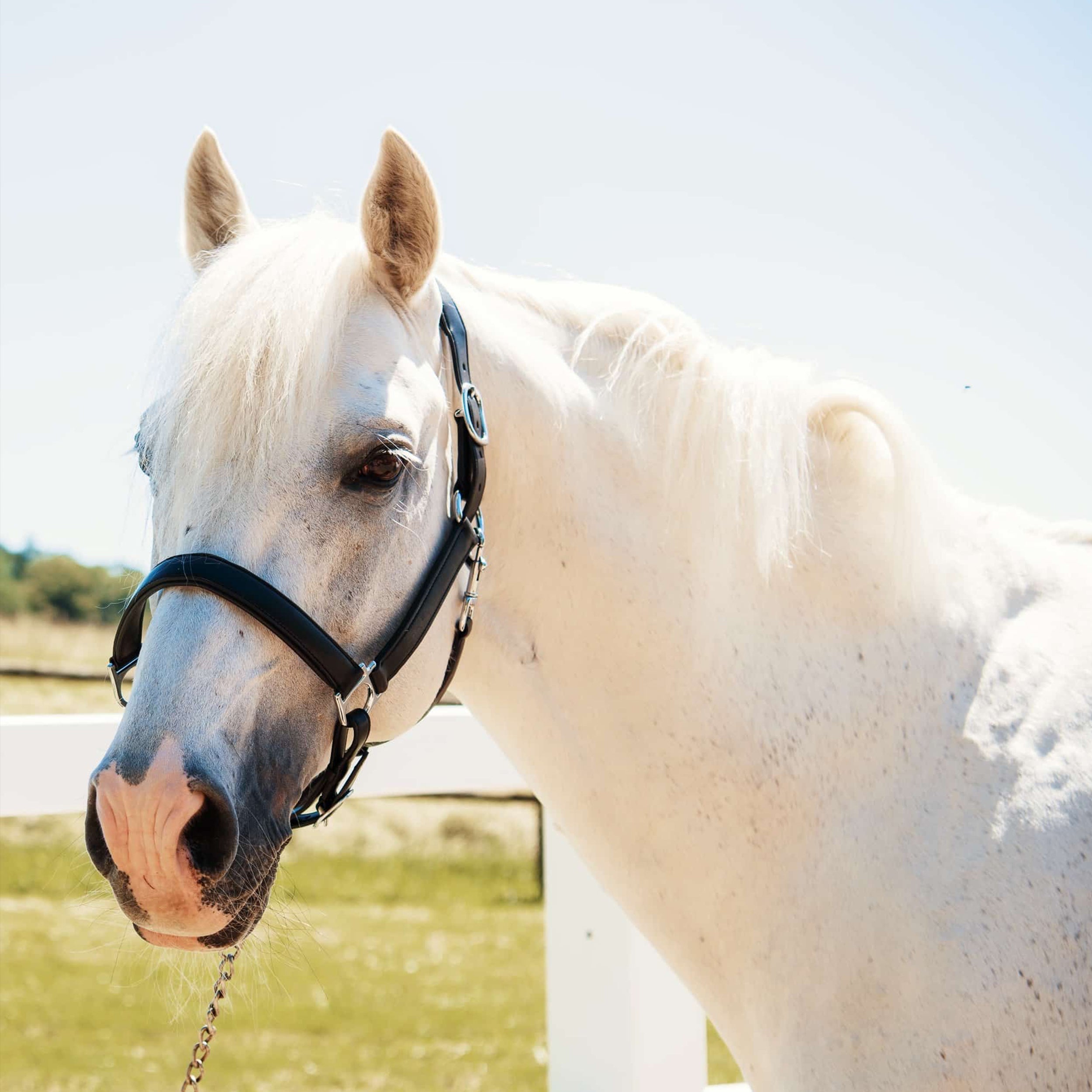 Halfter Apfelleder schwarz