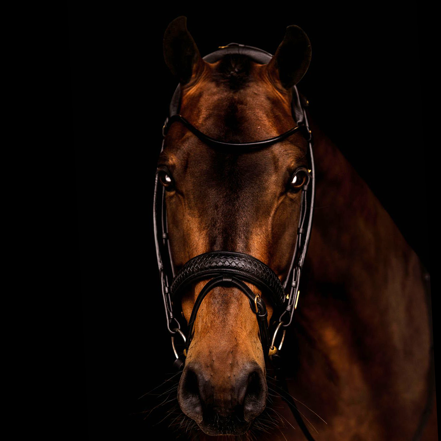Utzon Equestrian Trense Olympic geflochtenes Leder, Luxus Trense, Zaumzeug, Reithalfter