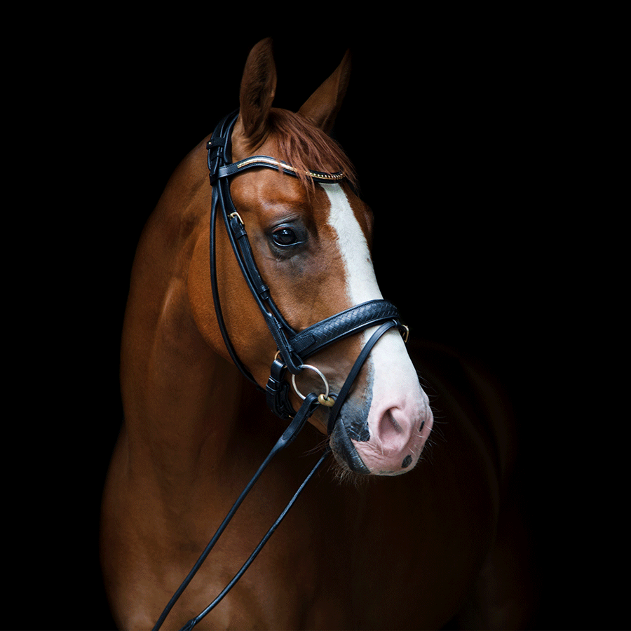 Utzon Equestrian Trense Olympic geflochtenes Leder, Luxus Trense, Zaumzeug, Reithalfter