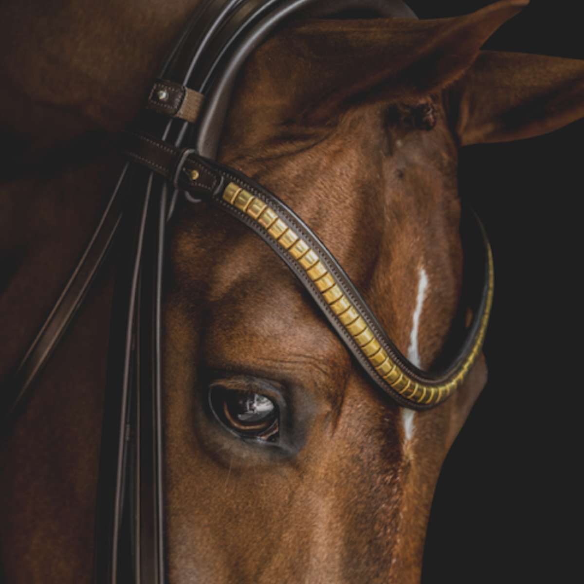 Utzon Equestrian Stirnriemen Browband Clinchers Nieten 